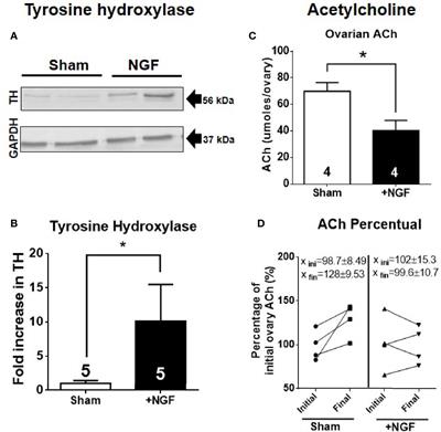 Nerve Growth Factor: A Dual Activator of Noradrenergic and Cholinergic Systems of the Rat Ovary